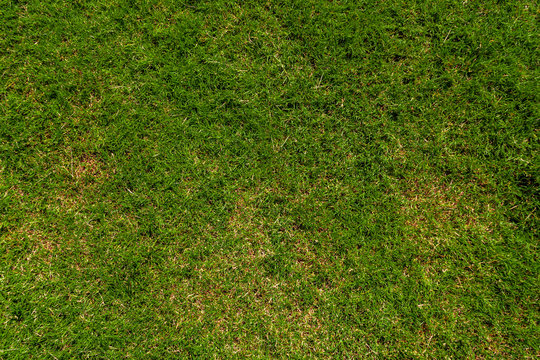 Green Bermuda turf grass texture with yellowish patches shot from directly above