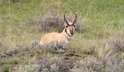 Naklejka na ściany i meble Pronghorn Antelope Resting in the Prairie Grass