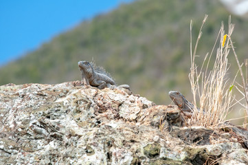 A pair of wild iguanas on the tropical island of Saint Maarten