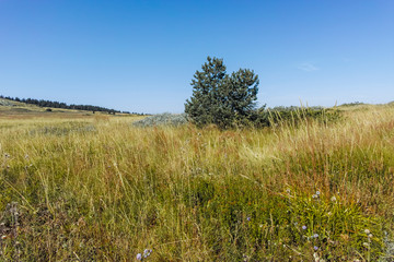 Obraz premium Autumn landscape of Vitosha Mountain, Bulgaria