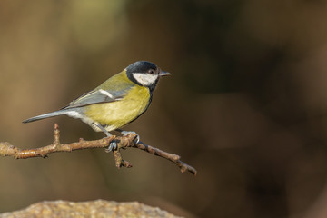 Great tit sitting on a branch