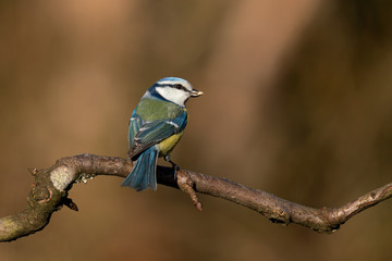 Blue tit sitting on a branch