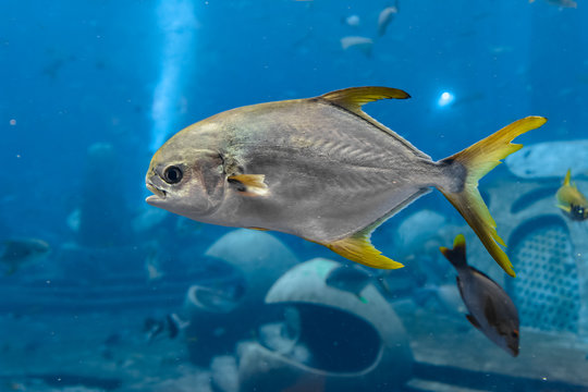Trachinotus blochii or snubnose pompano in Atlantis, Sanya, Hainan, China.. Pompanos are marine fishes in the genus Trachinotus in the family Carangidae (better known as "jacks").