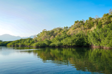 Mangrove forest lines in conservation areas that border directly with water.