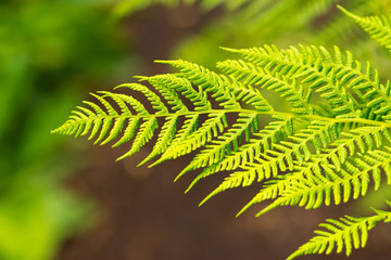 leaf of fern