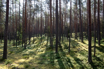 Pine forest in Lahemaa National Park in Estonia