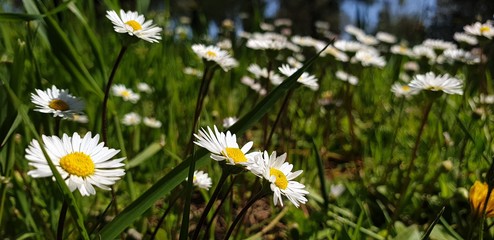 A meadow with daisies