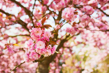 pink cherry blossom tree in full bloom on a spring day