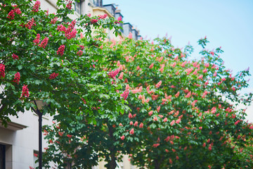 Scenic view of pink chestnuts in full bloom on a street of Paris