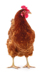 Brown hen isolated.
