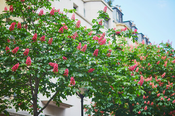 Scenic view of pink chestnuts in full bloom on a street of Paris