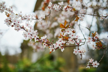 pink cherry blossom tree in full bloom on a spring day