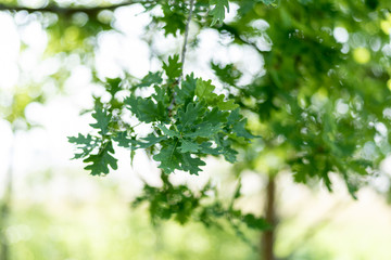 Fototapeta na wymiar Green oak leaves on a branch close-up. Shallow depth of field.