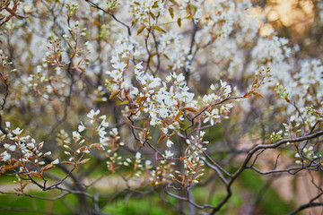 pink cherry blossom tree in full bloom on a spring day