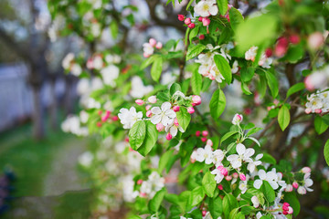 white apprle tree in full bloom on a spring day
