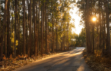 Fototapeta premium Road in forest