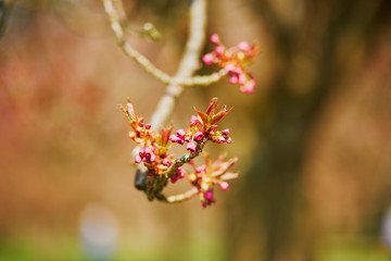pink cherry blossom tree starting to bloom on a spring day