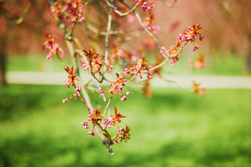 pink cherry blossom tree starting to bloom on a spring day