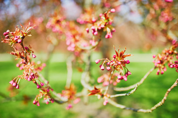 pink cherry blossom tree starting to bloom on a spring day