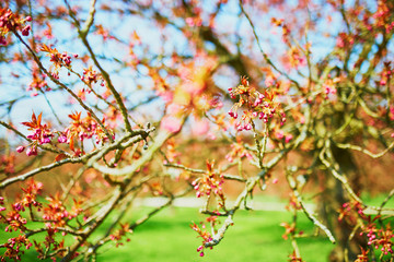 pink cherry blossom tree starting to bloom on a spring day