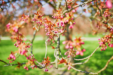 pink cherry blossom tree starting to bloom on a spring day