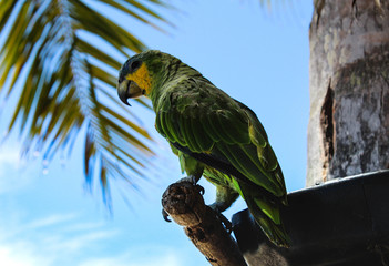 parrot on branch