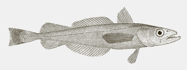 North Pacific hake, merluccius productus, a migratory food fish in side view © M