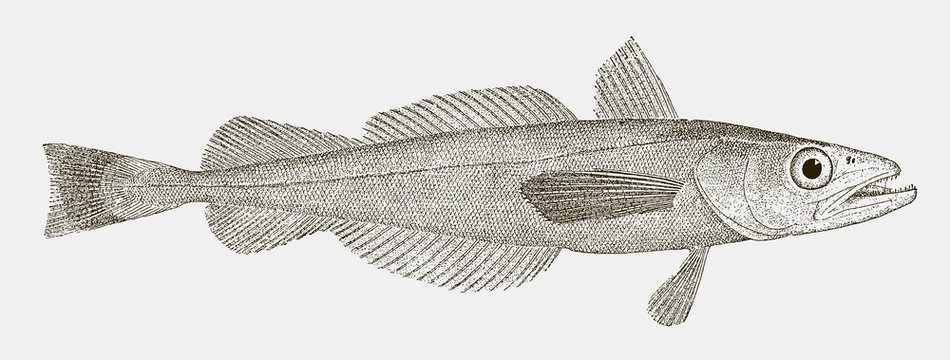 North Pacific hake, merluccius productus, a migratory food fish in side view