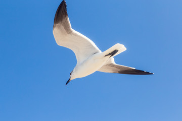 aves