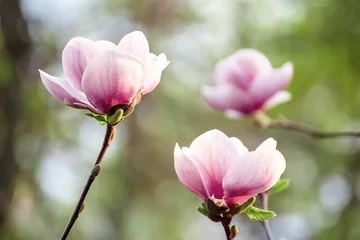 Foto op Canvas Magnolia lentebloemen © Roxana