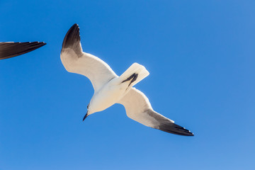 aves