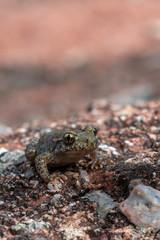 Common midwife toad - Alytes obstetricans