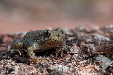 Common midwife toad - Alytes obstetricans