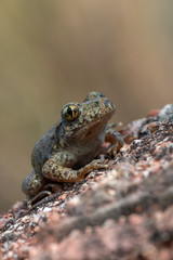 Common midwife toad - Alytes obstetricans