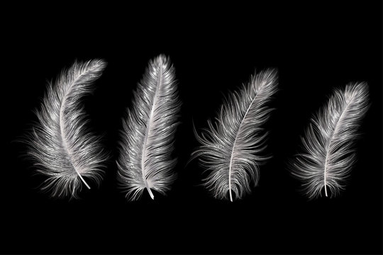 Set of silver  feather. Vector illustration.