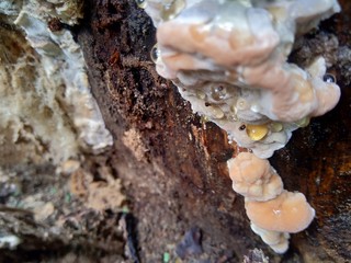 Fototapeta premium The exotic poisonous mushroom in the nature background