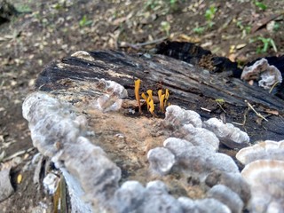 The exotic poisonous mushroom in the nature background