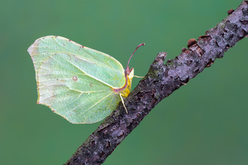 a butterfly - Brimstone, Gonepteryx rhamni © Marek R. Swadzba