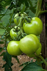 Green tomatoes basking in the early morning sun. Ripening tomatoes on the vine. Tomato is the edible, often red fruit of the nightshade Solanum lycopersicum, commonly known as a tomato plant.