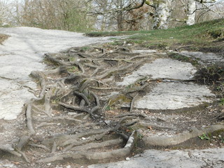 tree roots looking for food