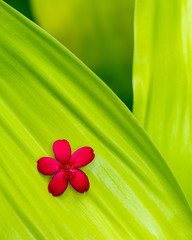 red flower on a lime-green leaf