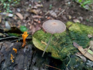 Fototapeta premium The exotic poisonous mushroom in the nature background