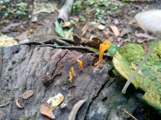 The exotic poisonous mushroom in the nature background