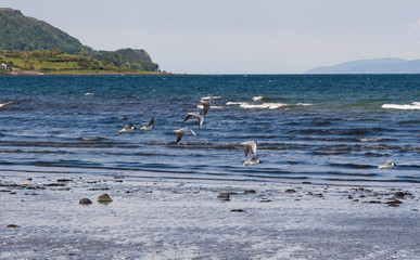 Scenic view from Carnlough beach with flying birds. Sea has several hues and shades of blue