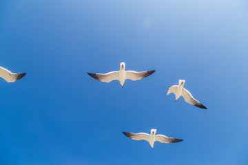 aves