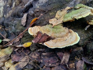 The exotic poisonous mushroom in the nature background