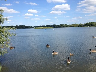 Fototapeta na wymiar lake with ducks