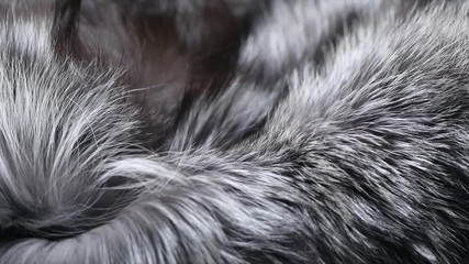 Real silver fox Fur background. Gray with black Fur clothes texture closeup. Soft and fluffy grey macro shot. Fluffy Texture surface Rotation. Backdrop. Slow motion. 4K UHD video