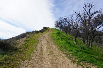 hill up on hill trail trees sky