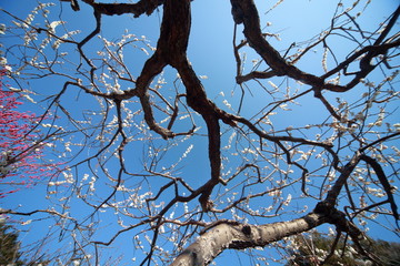 Fototapeta na wymiar The plum blossoms are in full bloom now. 
